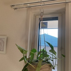 取引中　観葉植物 ハンギング ポトス  の画像