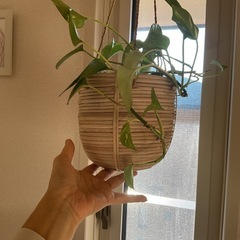 取引中　観葉植物 ハンギング ポトス  の画像
