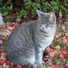 寂しがり屋で甘えん坊で食いしん坊のグレーちゃんを受け入れて…