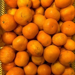 受付終了八幡浜真穴みかん早生みかんハネ5キロの画像