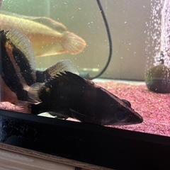 ダトニオ リアルバンドの画像