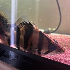 ダトニオ リアルバンドの画像