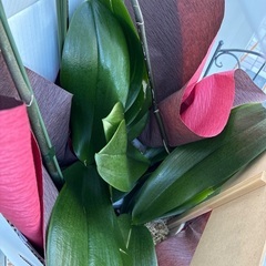 生花 胡蝶蘭 白  直接引取り手渡し　箱ごとの画像