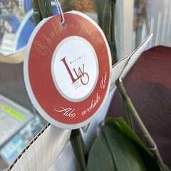 生花 胡蝶蘭 白  直接引取り手渡し　箱ごとの画像