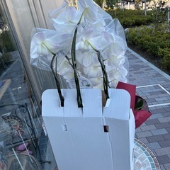 生花 胡蝶蘭 白  直接引取り手渡し　箱ごとの画像
