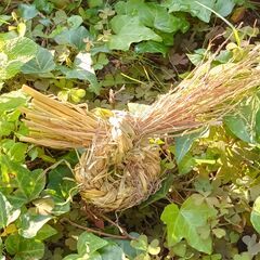 最新版ねじねじワークショップ＆縄綯いの基本の画像