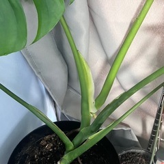 観葉植物  モンステラの画像
