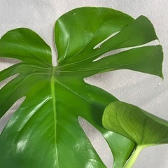観葉植物  モンステラの画像