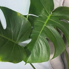 観葉植物  モンステラの画像
