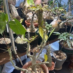 【開花写真追加】つぼみ付き　白い花が咲きます　パキポディウム　サンデルシー　白馬城　観葉植物　塊根植物　多肉植物　ビザールプランツ　レアプランツ　ガーデニング　植物　グリーン　趣味　盆栽　葉　花　庭　草　インテリア　おしゃれ　飾り　園芸　　の画像