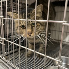 後左足欠損の雄猫