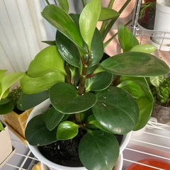 観葉植物まとめ売りの画像