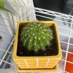 観葉植物まとめ売りの画像