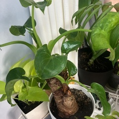 観葉植物まとめ売りの画像