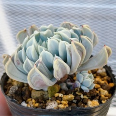 《エケベリア》　トップシータービーの画像