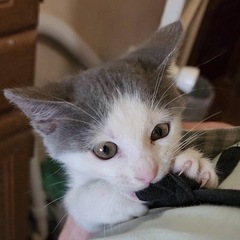 【12/6更新】⭕️沖縄で保護された子猫8匹(生後2~5ケ…