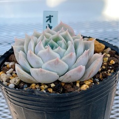 《エケベリア》　オウンスローの画像