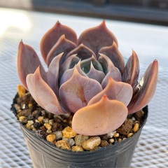 《エケベリア》　マロームの画像