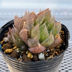 《ハオルチア》　青雲の舞の画像