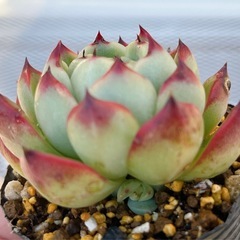 《エケベリア》　ムーンストーンの画像