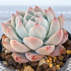 《エケベリア》　氷山の画像