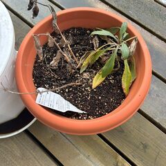 鉢植え二つとじょうろセットの画像