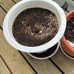 鉢植え二つとじょうろセットの画像