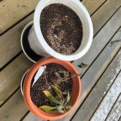 鉢植え二つとじょうろセットの画像