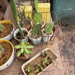 植物🪴たちの画像