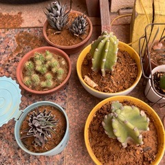 植物🪴たちの画像