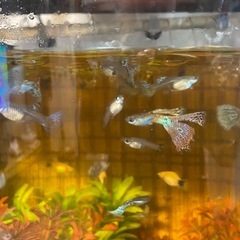 国産グッピーの赤ちゃんの画像