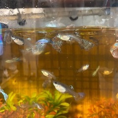 国産グッピーの赤ちゃんの画像