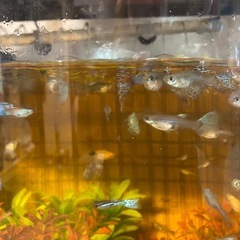 国産グッピーの赤ちゃんの画像