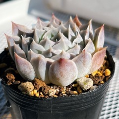 《交配種》　シムランスアセンシオン×giroの画像