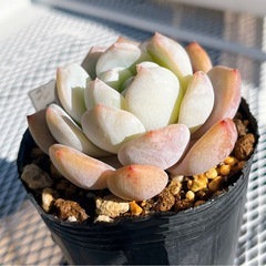 《エケベリア》　モンロー①の画像