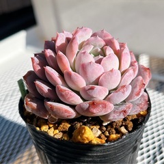 《エケベリア》　アメイジンググレイス
の画像