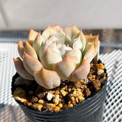 《エケベリア》　ジャシリーの画像