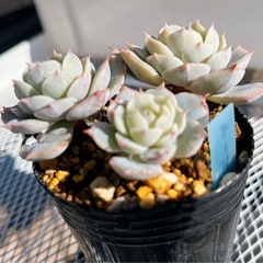 《エケベリア》　イードンスノー
の画像