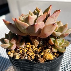 《グラプトベリア》　ターシャ
の画像