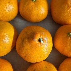 みかん 15個セット　熊本産の画像