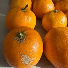 みかん 15個セット　熊本産の画像