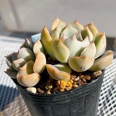 《エケベリア》　ジャシリー
の画像