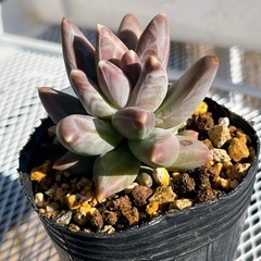 《パキフィツム》　グラウクムの画像