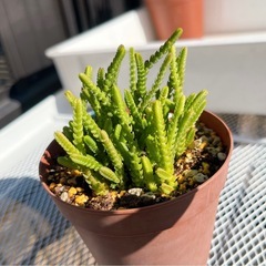 《クラッスラ》　若緑
の画像