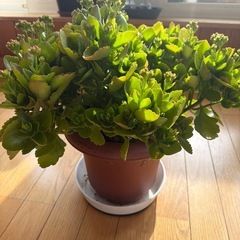 【カランコエ】8号鉢 ☆ 大株 ☆ 頭の良くなる花 の画像