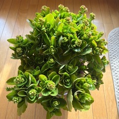 【カランコエ】8号鉢 ☆ 大株 ☆ 頭の良くなる花 の画像