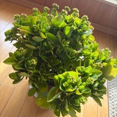 【カランコエ】8号鉢 ☆ 大株 ☆ 頭の良くなる花 の画像