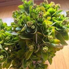 【カランコエ】8号鉢 ☆ 大株 ☆ 頭の良くなる花 の画像