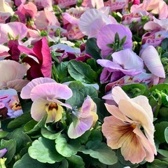 花苗　パンジー、ビオラ多品種の画像