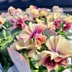 花苗　パンジー、ビオラ多品種の画像